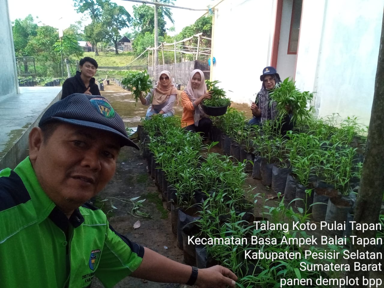 BUDIDAYA TANAMAN KANGKUNG DI DALAM POLYBAG