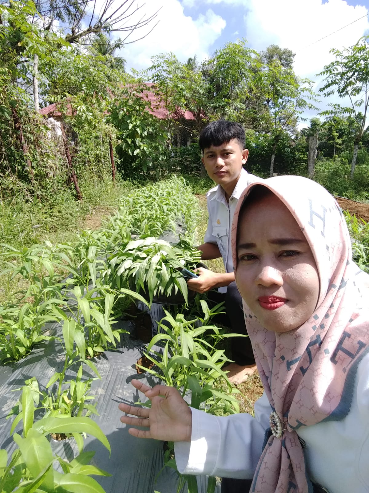 Pasca Panen Kangkung di BPP Ranah Ampek Hulu Tapan