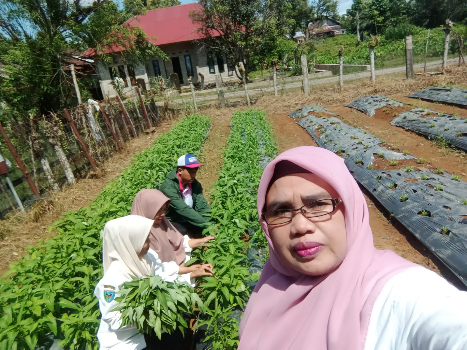 PANEN SAYUR KANGKUNG DI DEMPLOT BPP RANAH AMPEK HULU TAPAN