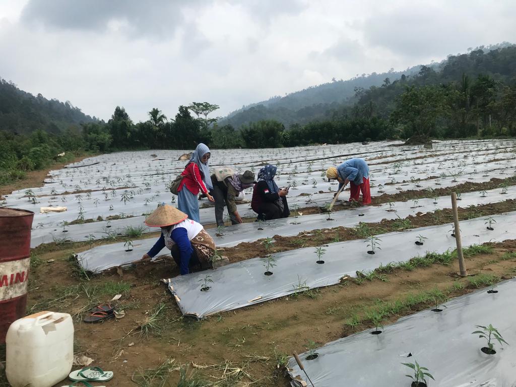 PEMANGKASAN TUNAS LIAR TANAMAN CABE DANA KETAHANAN PANGAN NAGARI SUNGAI GAMBIR SAKO
