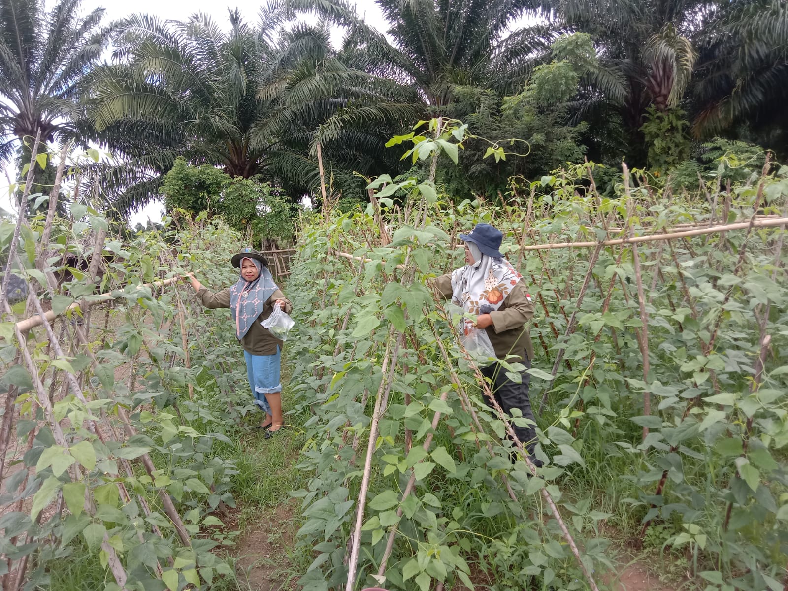 PEMANGKASAN DAUN KACANG PANJANG DI KECAMATAN RAHUL TAPAN