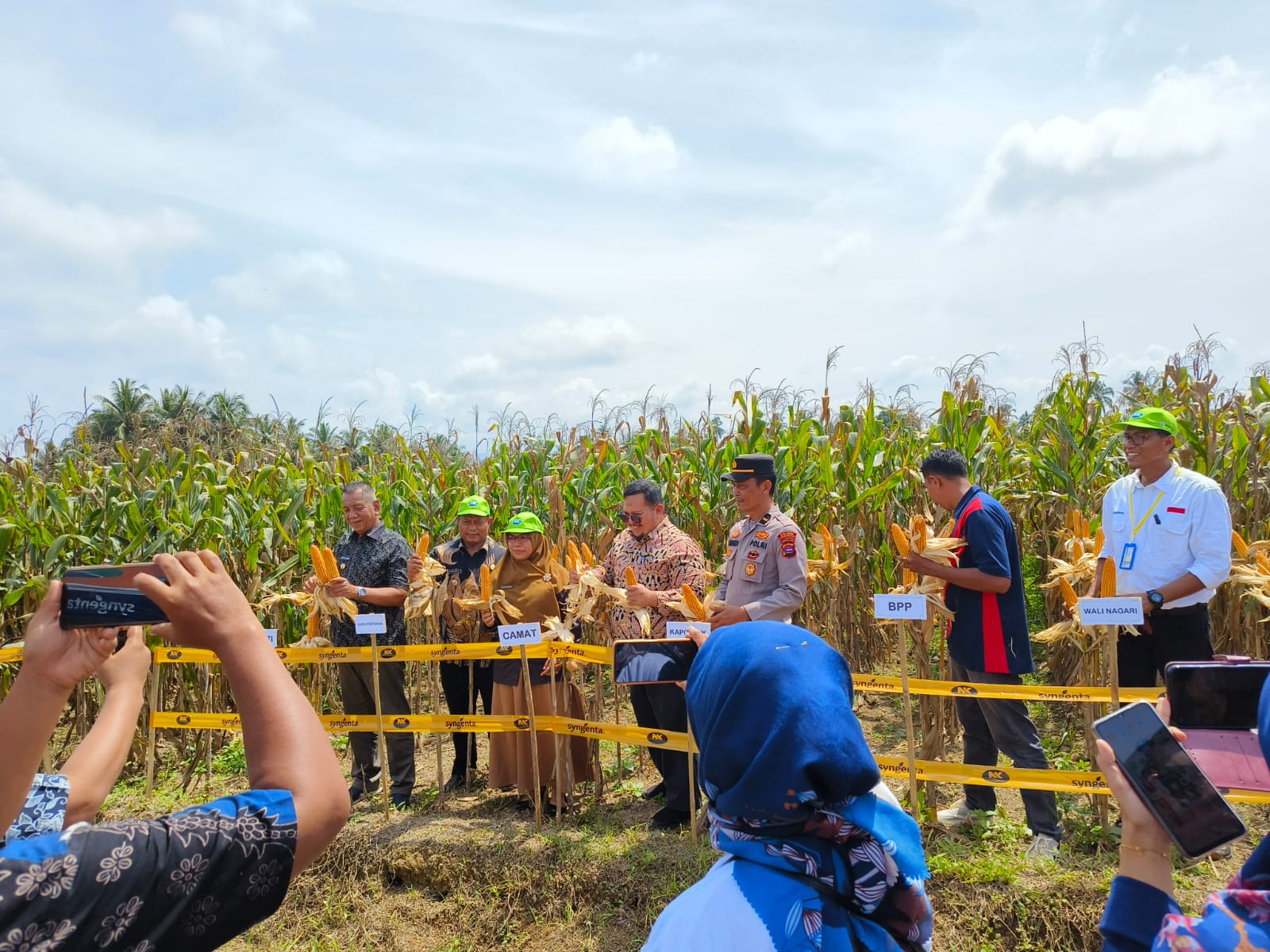 PENGENALAN VARIETAS UNGGUL BENIH JAGUNG 