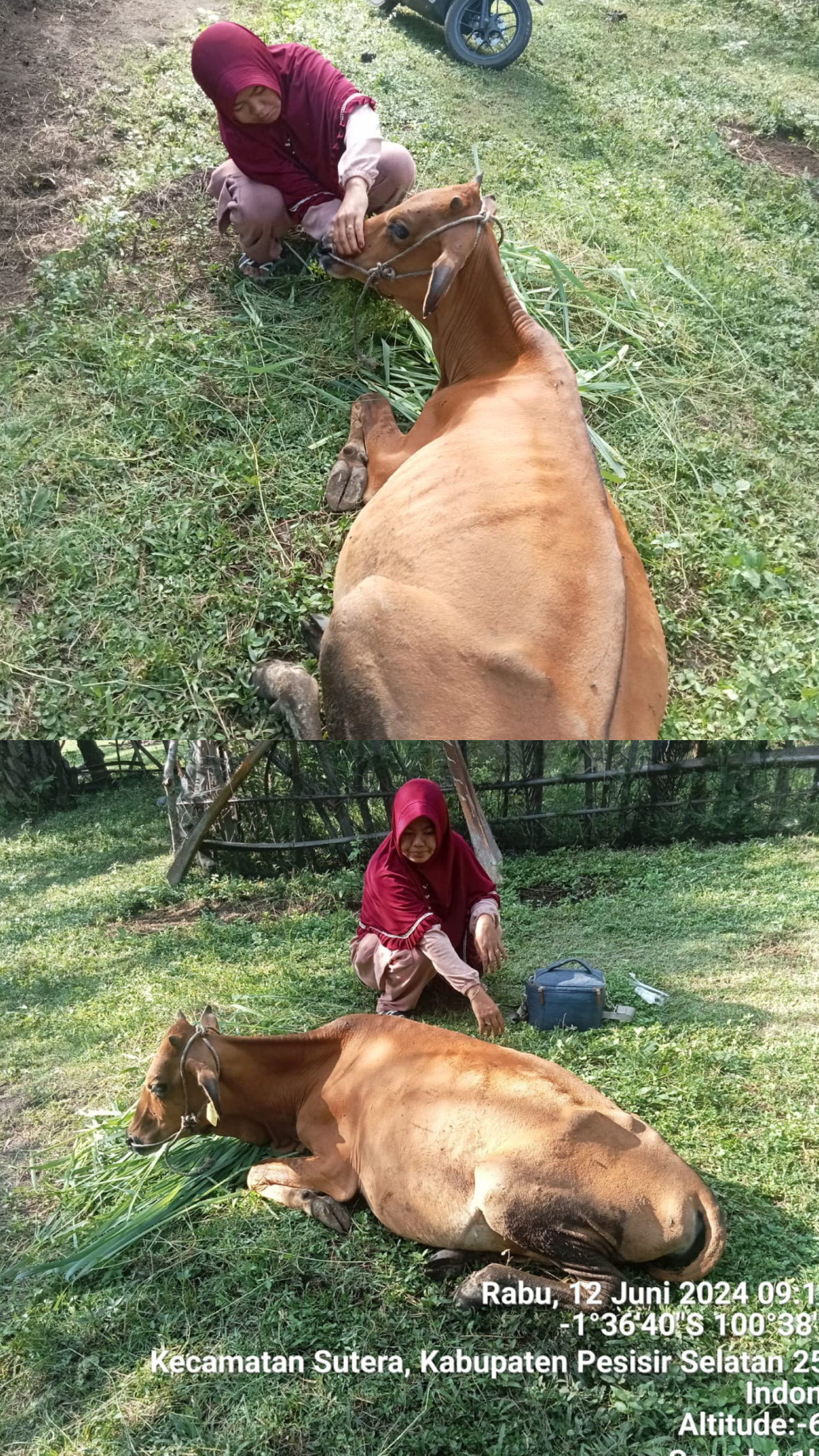 PENANGANAN DAN PENGOBATAN TERNAK SAPI HIPOCALSEMIA