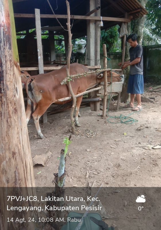 Inseminasi pada sapi Bali