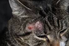Ringworm Pada Kucing