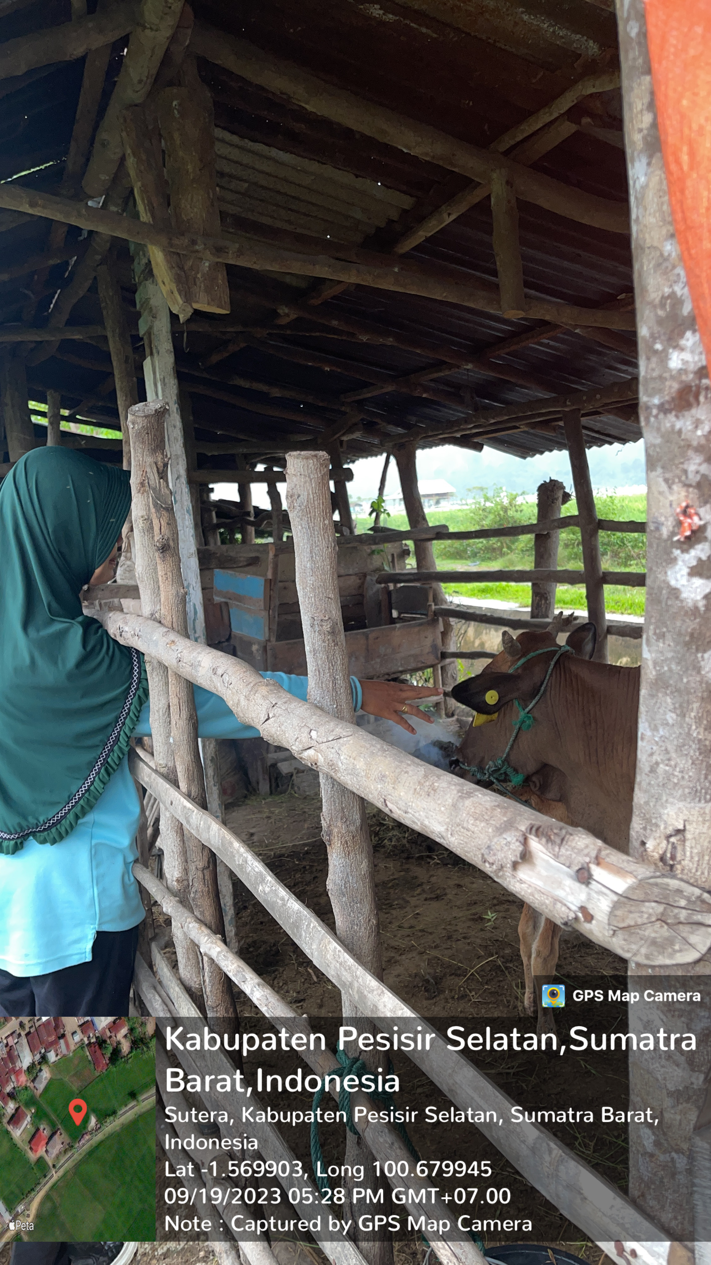 Pengobatan Sapi BEF di Koto Nan Tigo Selatan