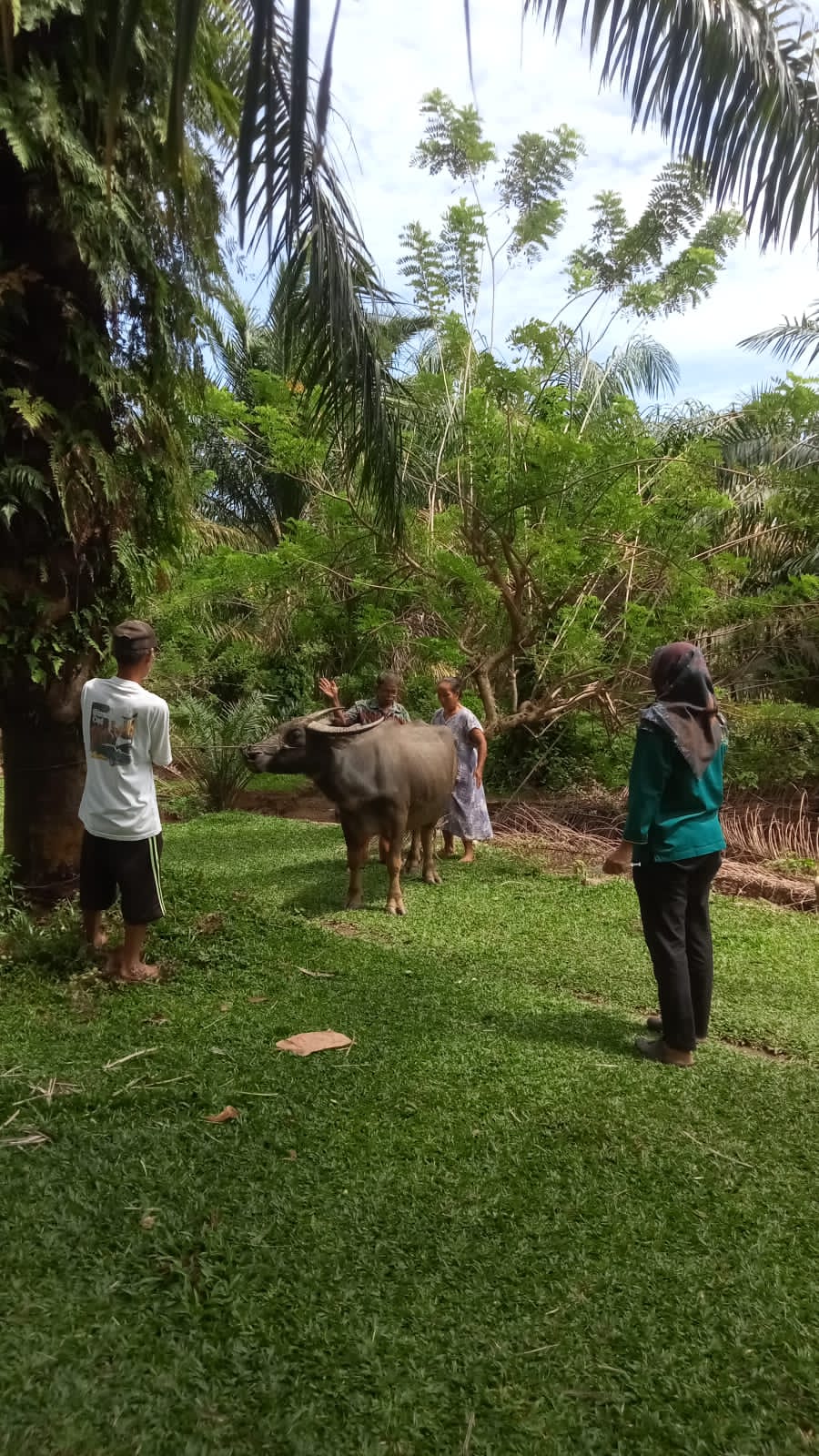 Puskeswan Sutera Melakukan Pengobatan BEF pada Kerbau