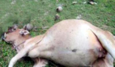 Penyakit kembung pada sapi