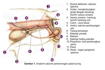 Kasus FLUTD (Feline Lower Urinary Tract Disease) di Puskeswan Painan