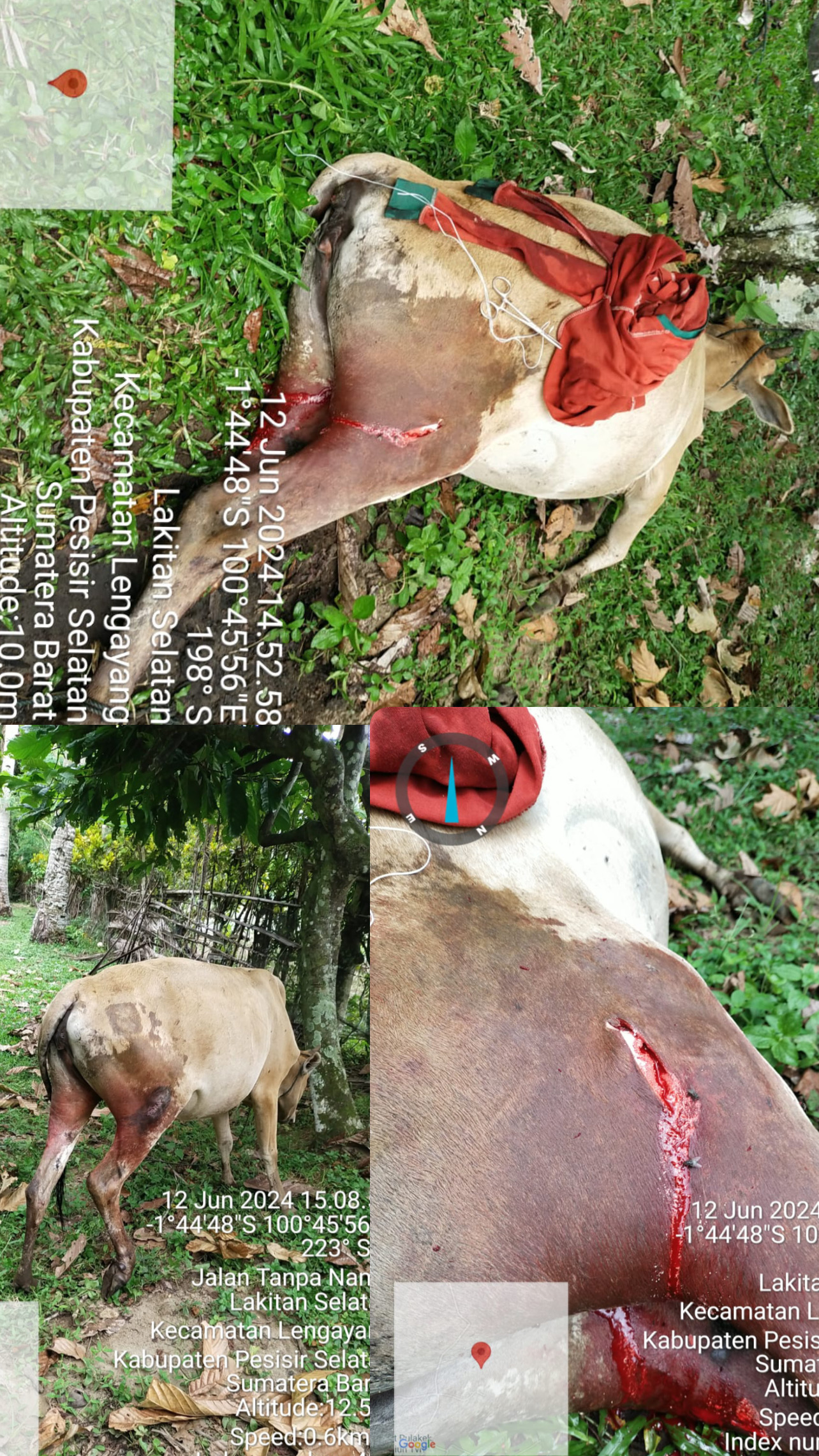 PENGOBATAN TERNAK SAPI LUKA BACOK