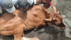 Tim puskeswan terpadu sutera mengobat sapi yang terkena BEF di nagari koto taratak