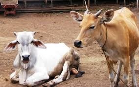 Penyakit Ngorok/ Septicemia Epizootika pada ternak