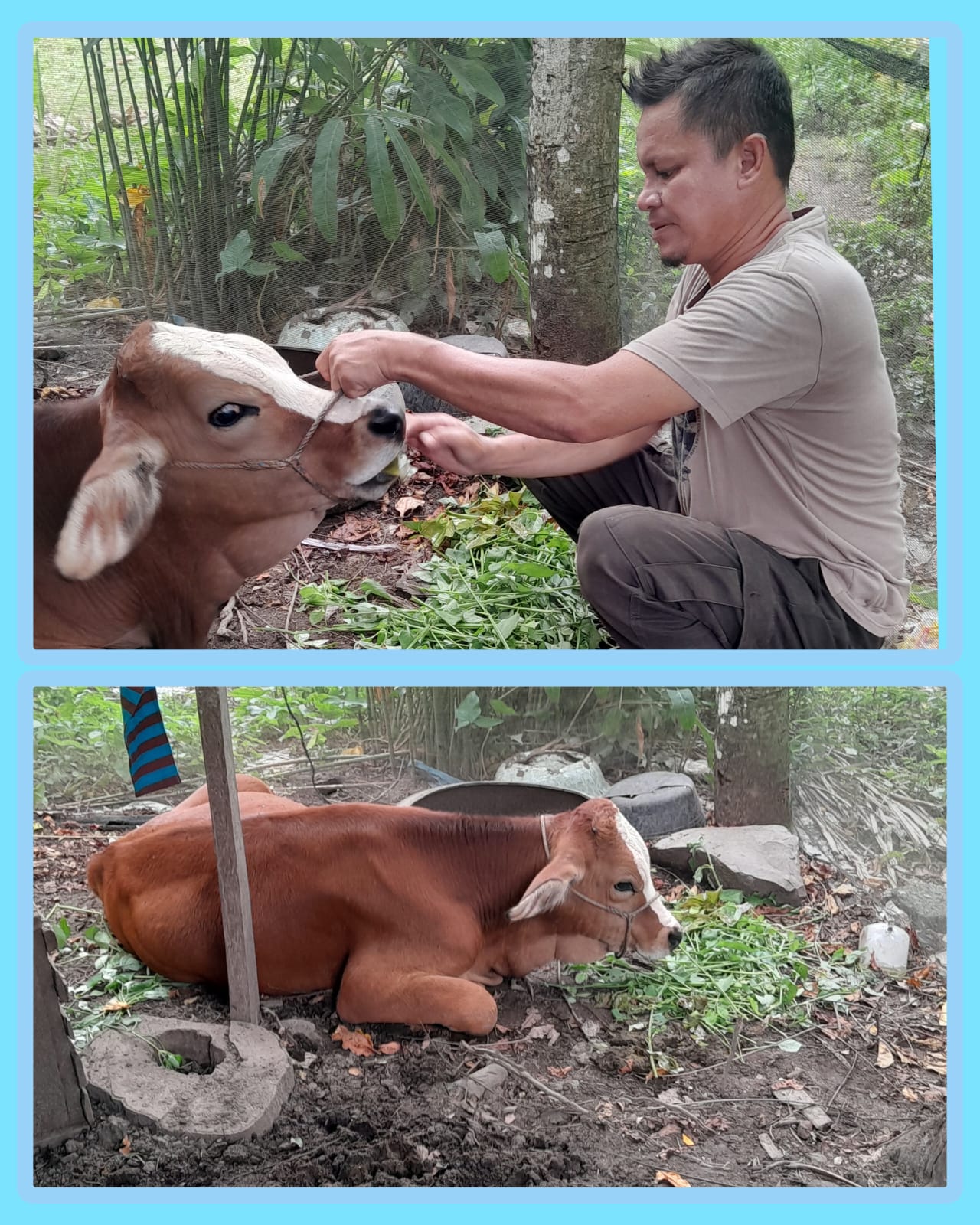 Penanganan Penyakit Demam tiga hari ( BEF) pada sapi oleh Puskeswan Terpadu Tarusan