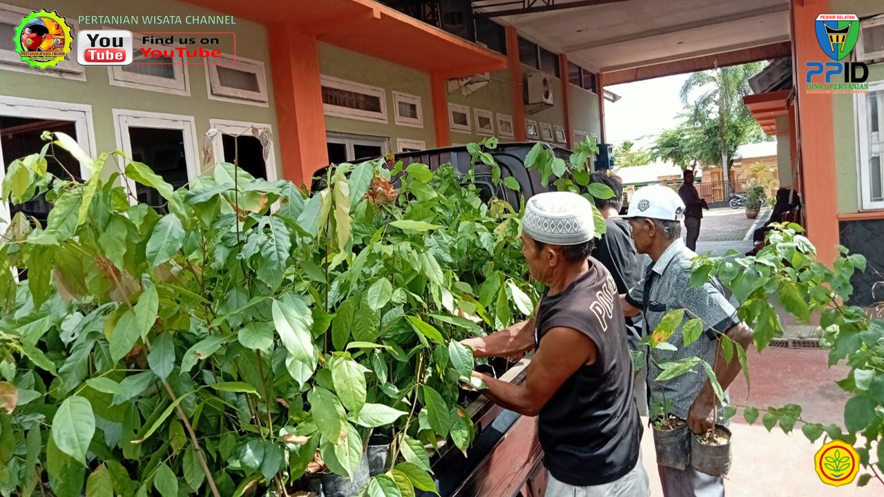 DINAS PERTANIAN DISTRIBUSIKAN BIBIT JENGKOL UNGGUL  VARIETAS BAREH