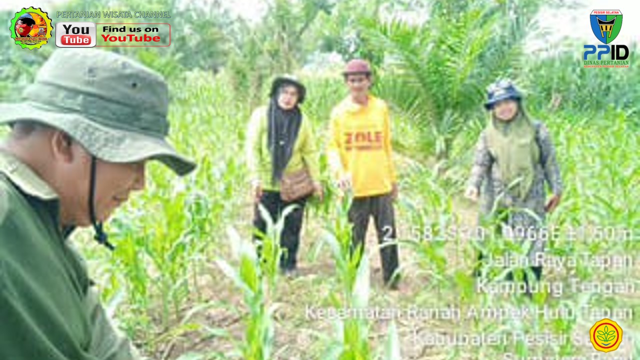 BPP RAHUL TAPAN LAKSANAKAN PENGENDALIAN GULMA PADA TANAMAN JAGUNG