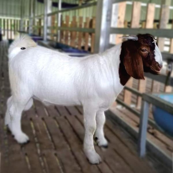 \\\"Kunci Sukses Peternakan: Pentingnya Pemilihan Bibit Ternak yang Tepat\\\"