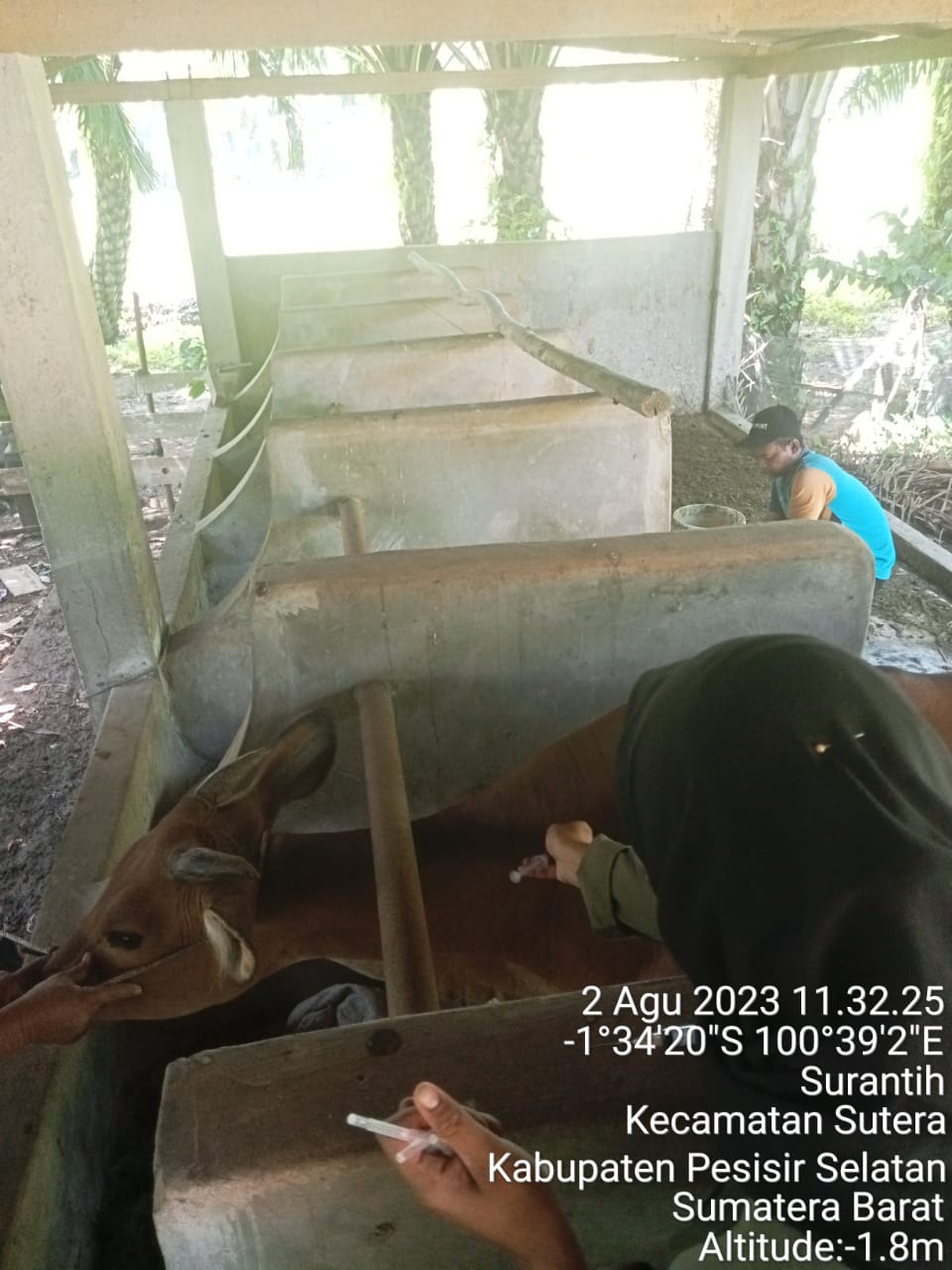 Tim puskeswan terpadu sutera melakukan pelayanan pengobatan penyakit Bovine Ephemeral Fever (BEF) pa