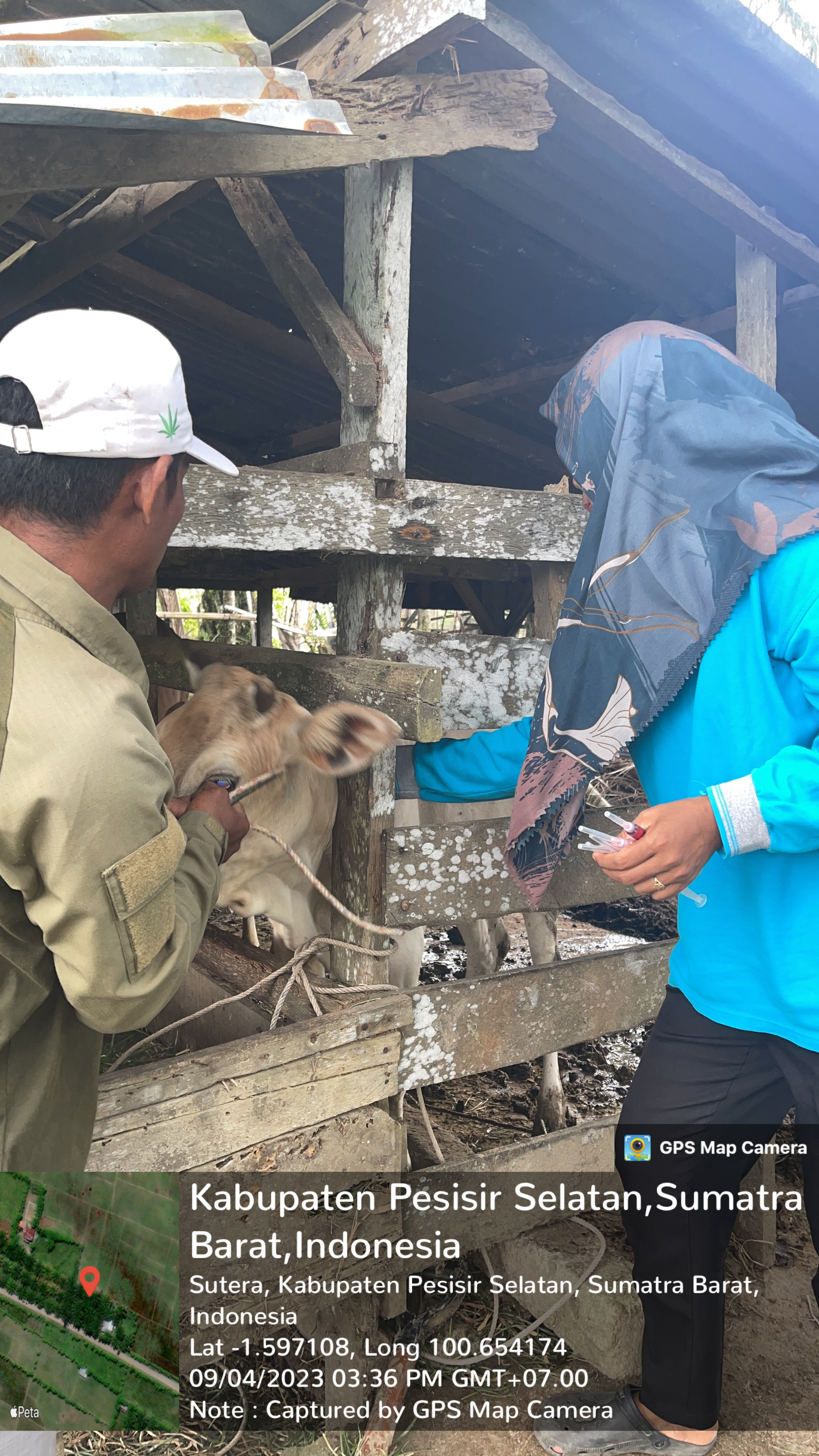 Puskeswan sutera melakukan vaksinasi pmk di nagari aur duri