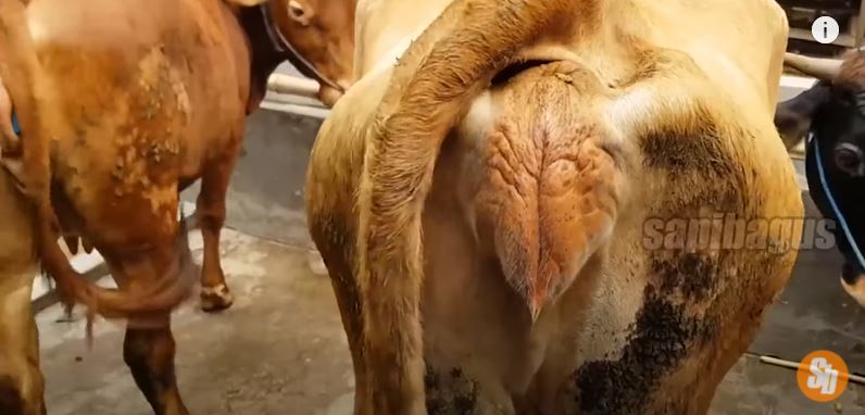 PENTINGNYA MENGETAHUI TANDA-TANDA BIRAHI PADA SAPI UNTUK SUKSESNYA INSEMINASI BUATAN (IB) PADA SAPI