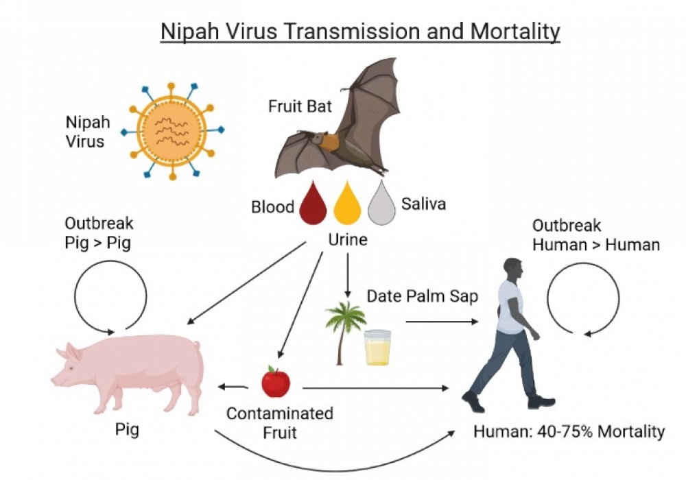 VIRUS NIPAH: Perspektif Kedokteran Hewan dalam Pengendalian Penyebarannya