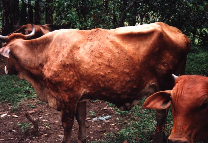 Miasis pada sapi