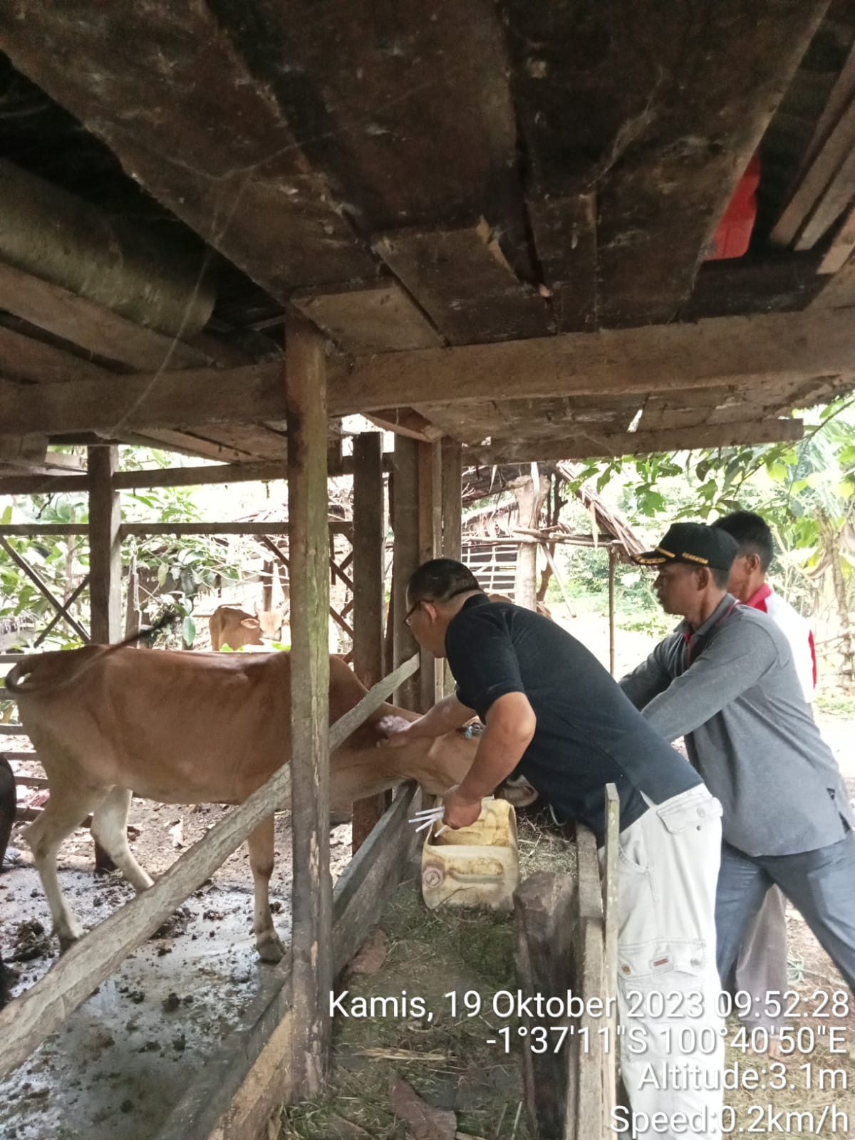 Sapi Pesisir