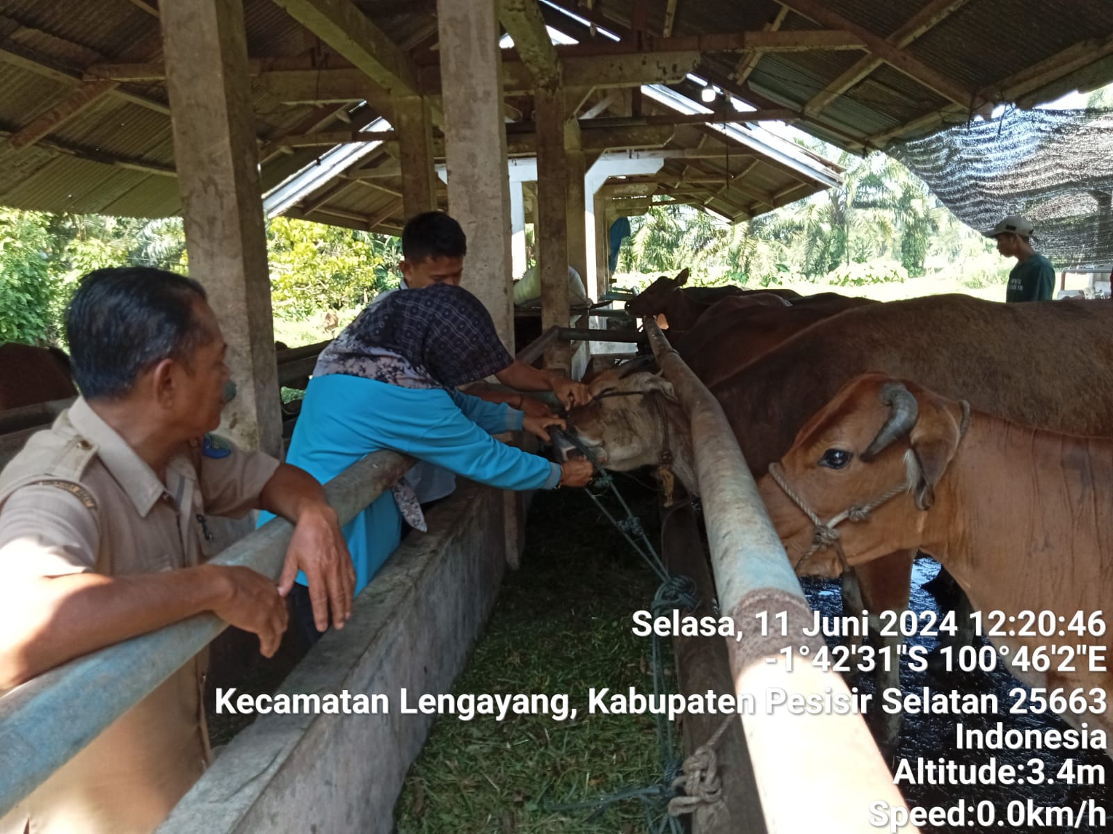 Petugas puskeswan sutera melakukan pelayanan kesehatan hewan di pasar ternak lengayang