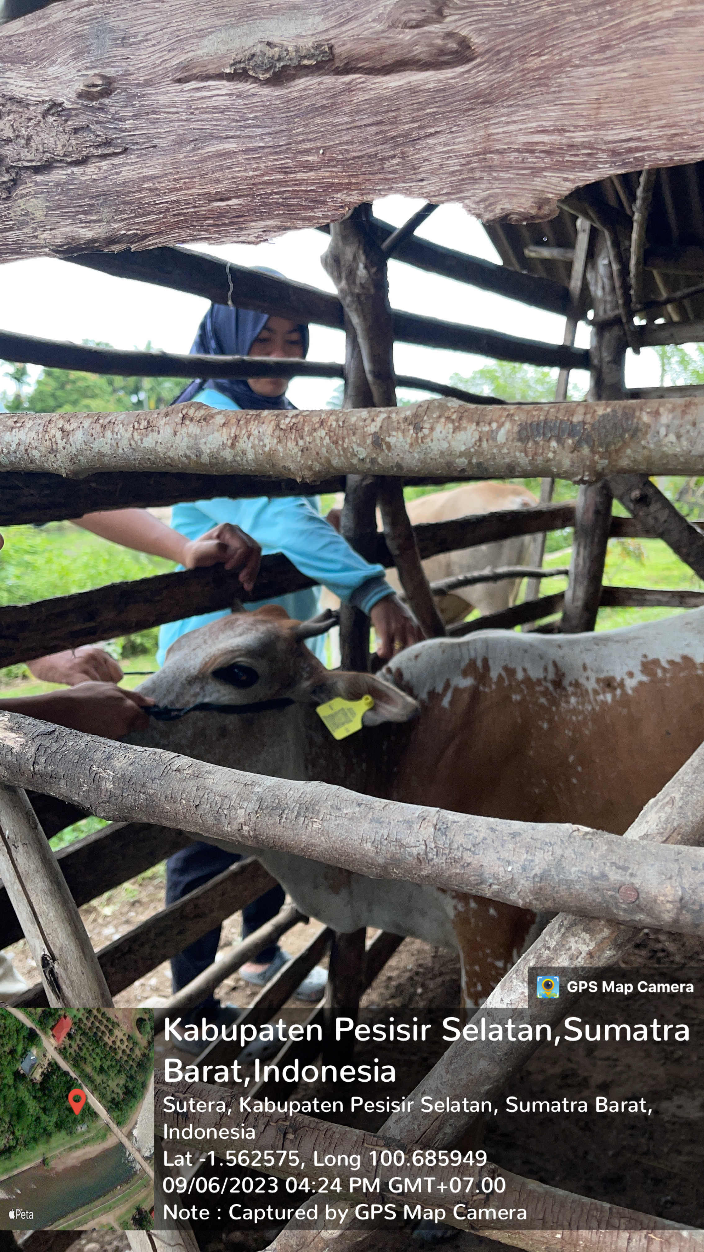 Puskeswan terpadu sutera melakukan vaksinasi pmk di nagari koto nan tigo utara