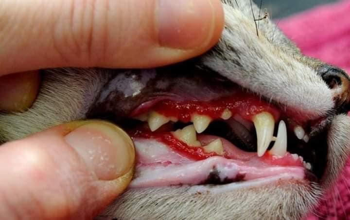 Mengenal penyakit calicivirus pada kucing