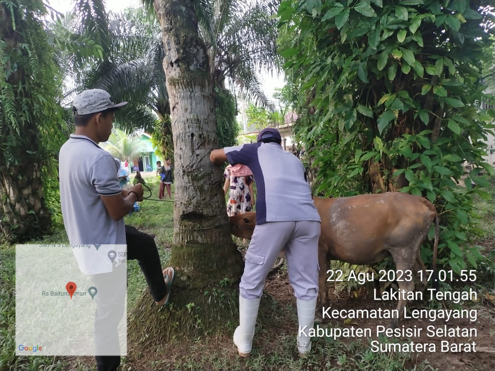 Tim Puskeswan Sutera Melaksanakan Vaksinasi PMK di Koto Baru