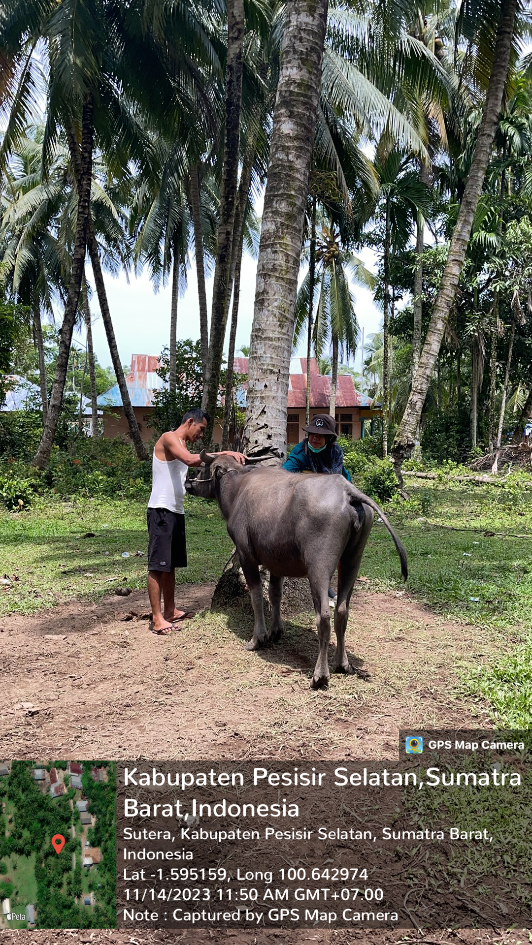 Pengobatan bef pada kerbau