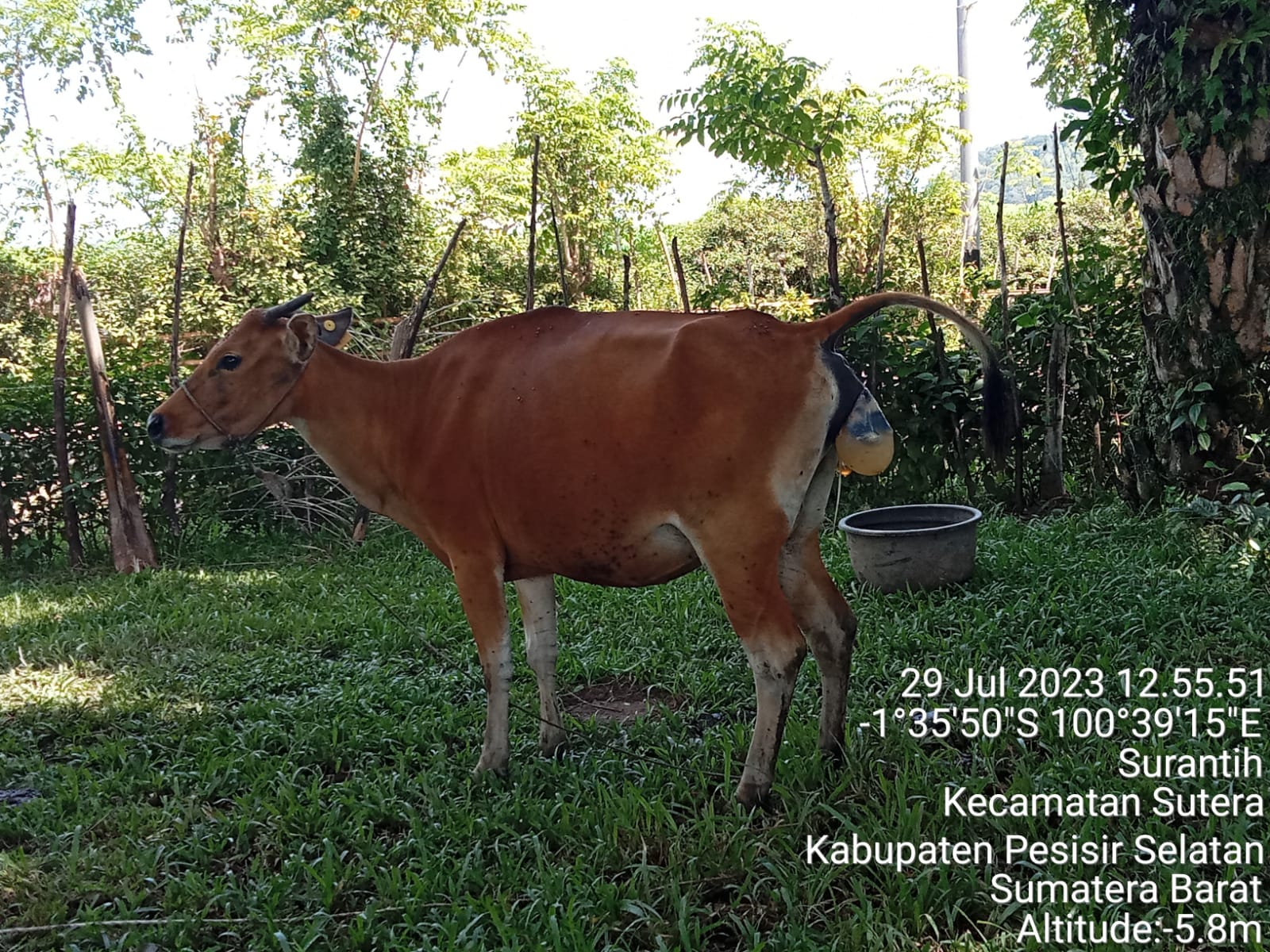 Puskeswan Sutera Melakukan Penanganan Distokia Pada Sapi di Nagari Aur Duri