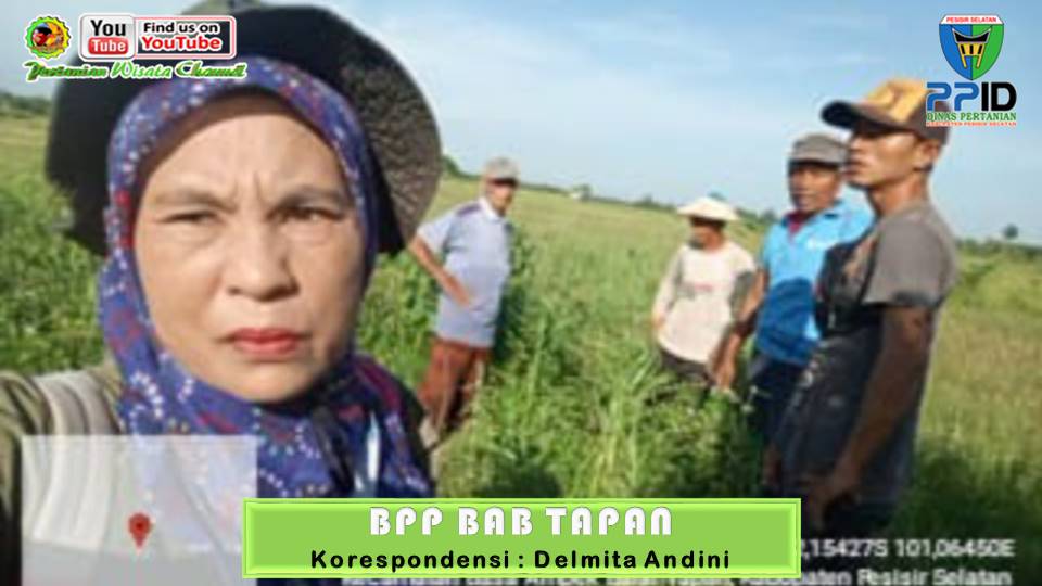 BPP BAB TAPAN LAKUKAN GORO BERSAMA POKTAN DALAM RANGKA PERCEPATAN TURUN KE SAWAH 