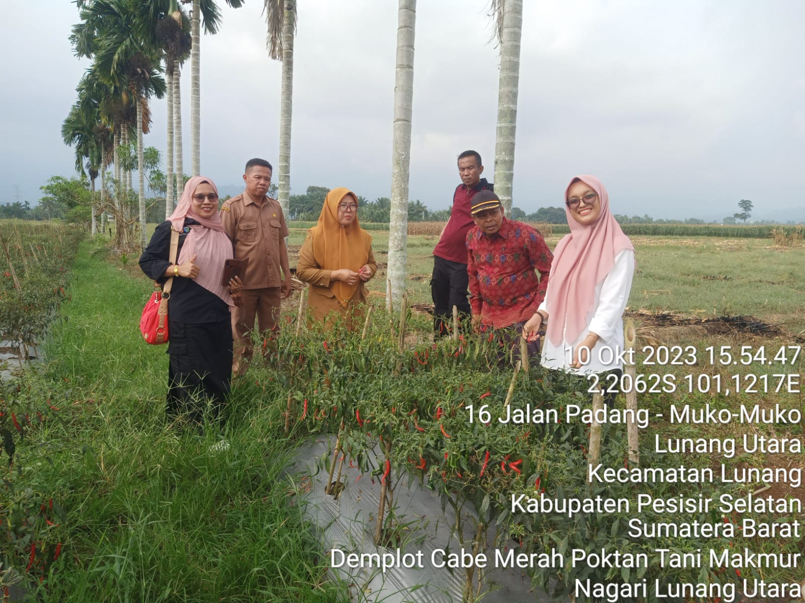 CPCL Demplot Penerima Pengadaan Bantuan Bibit Cabe Merah Nagari Lunang