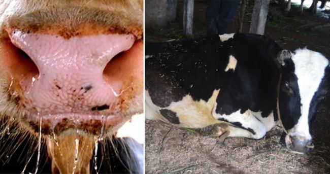 MENGENAL DEMAM TIGA HARI / BEF PADA TERNAK RUMINANSIA