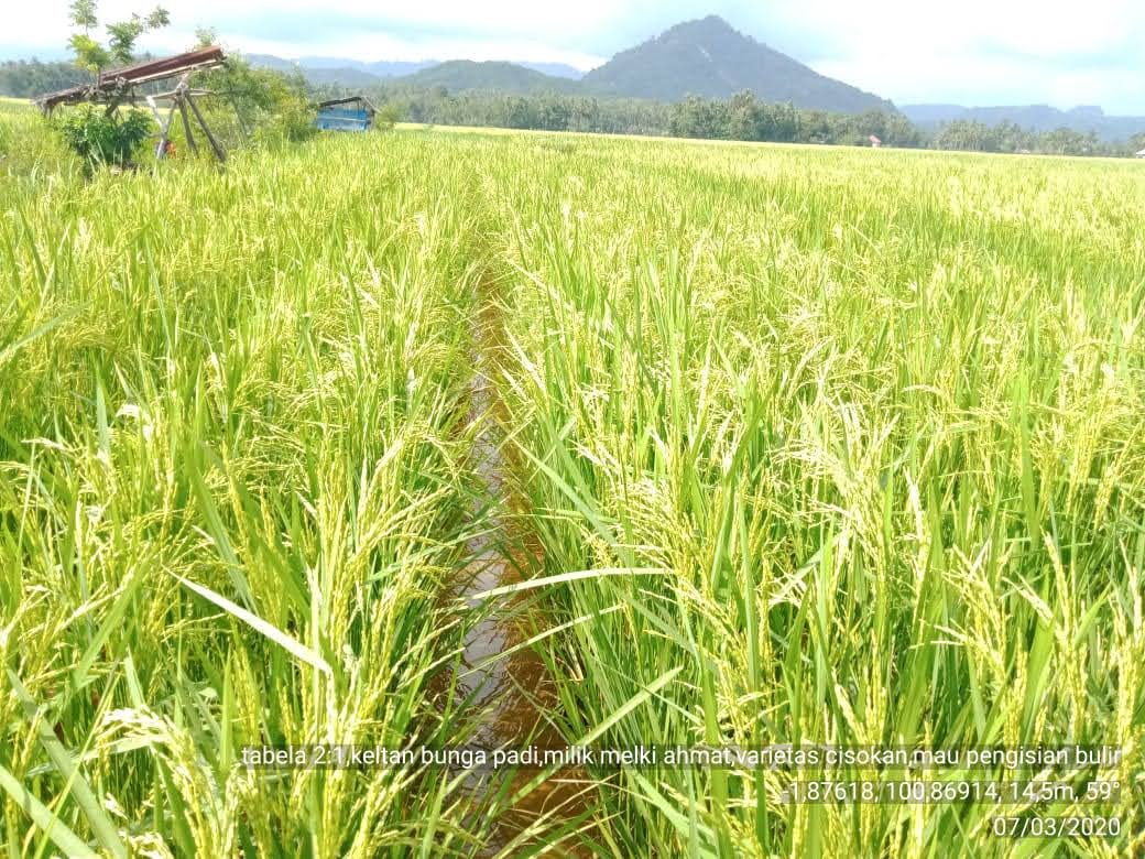 TANTANGAN PENYULUHAN KEDEPAN DALAM RANGKA PENINGKATAN  PRODUKTIFITAS TANAMAN PANGAN 