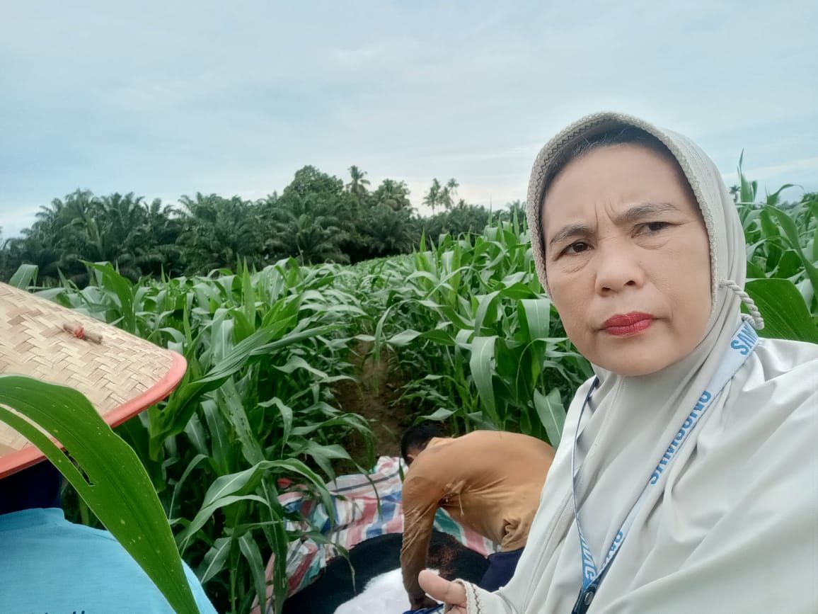 PEMUPUKAN SUSULAN PADA TANAMAN JAGUNG DI BAB TAPAN