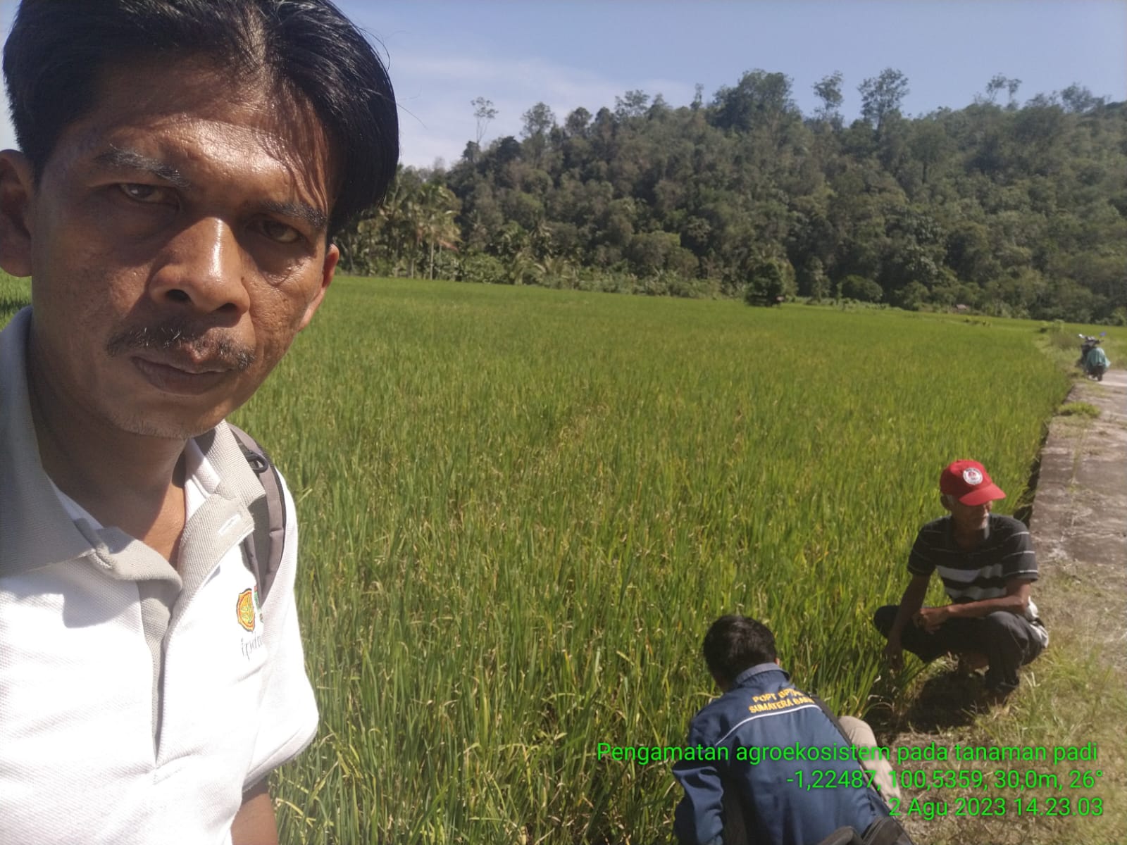Pengamatan agroekosistem pada tanaman padi di kelompok tani Cubadak Nagari Kapujan Koto Berapak. kec