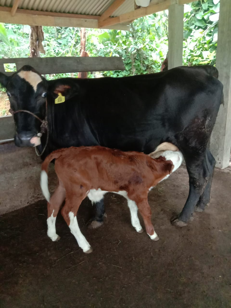 SUPERnya Anakan Sapi Hasil Inseminasi Buatan (IB)