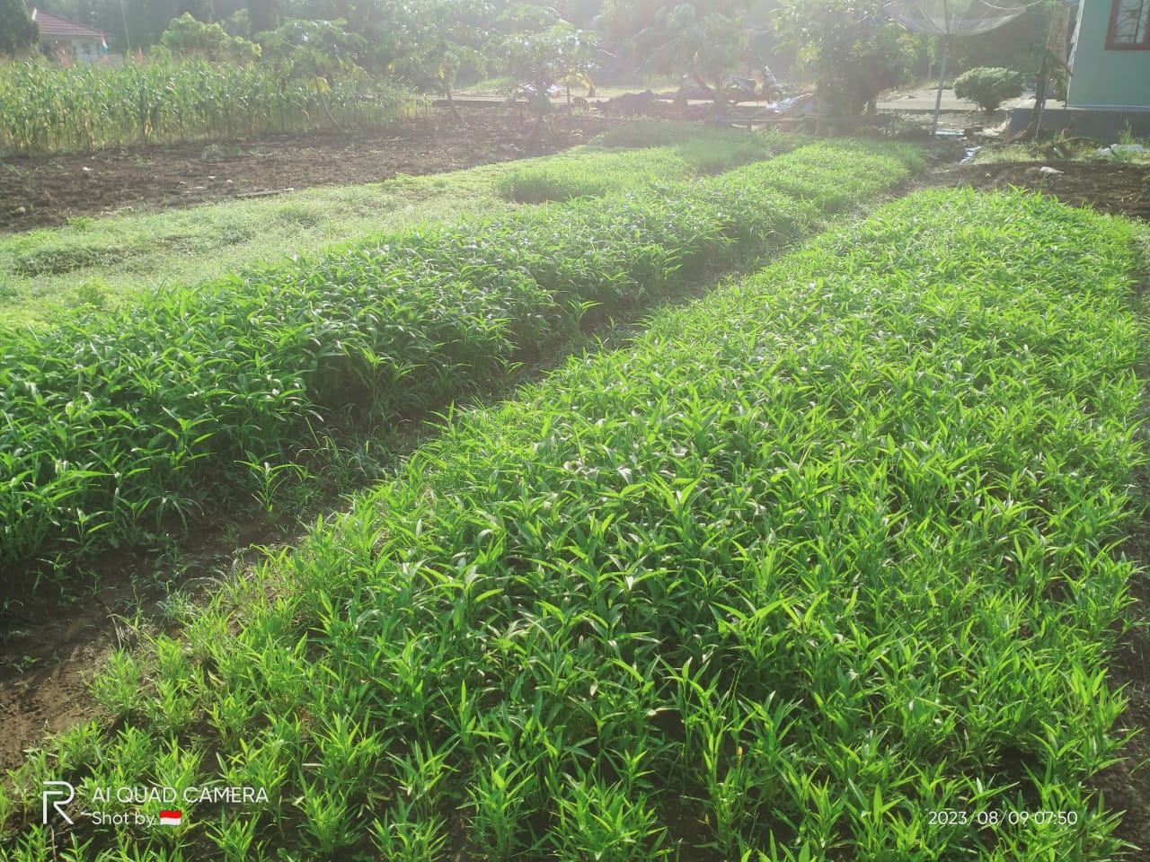 KUNJUNGAN TK AR-RAHMAN DI KEBUN EDUKASI BPP KECAMATAN SILAUT