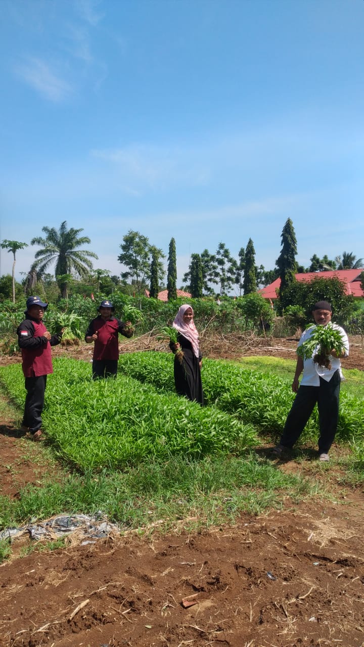 PANEN SAYURAN DIKEBUN DEMPLOT BPP KECAMATAN SILAUT