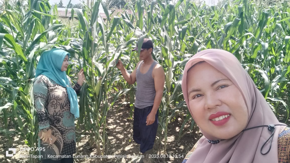 Pendampingan Kelompok Tani Jamin Makmur Budidaya Tanaman Jagung Hibrida 