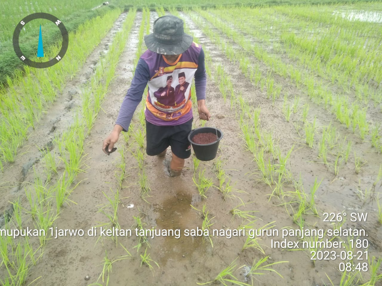 Kegiatan pemupukan tanaman padi sistem Jarwo di Poktan tanjung Saba gurun panjang selatan 