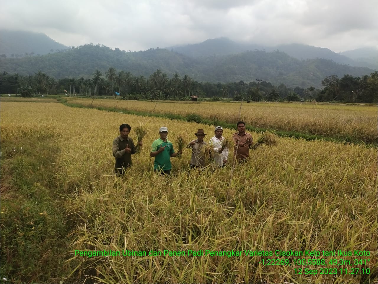 Pengambilan Ubinan dan Panen Pada Penangkar Benih Varietas Cisokan di Kelompok Tani Ikua Koto 	