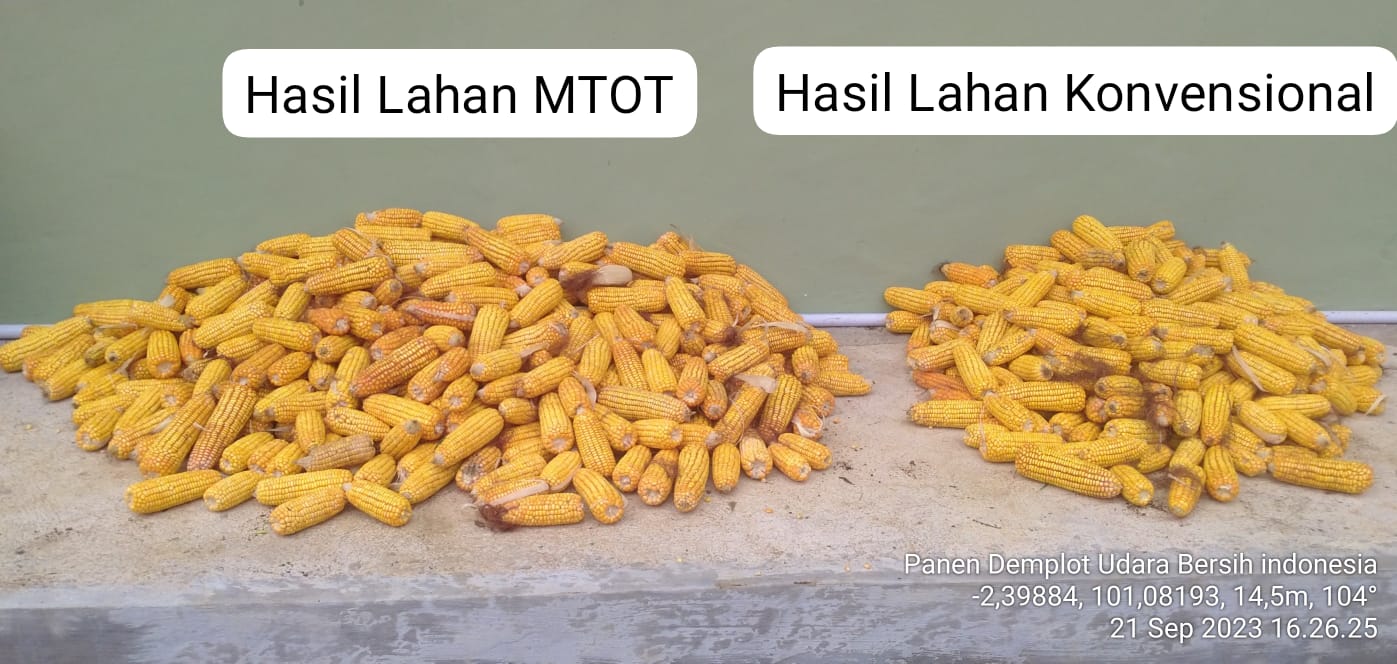 PANEN JAGUNG DEMPLOT BPP KECAMATAN SILAUT dengan metode perbandingan lahan MTOT dan lahan Konvension