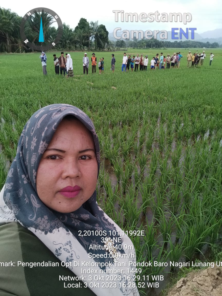 Gerakan Pengandalian Masal Hama dan Penyakit Padi Sawah Nagari Lunang Utara