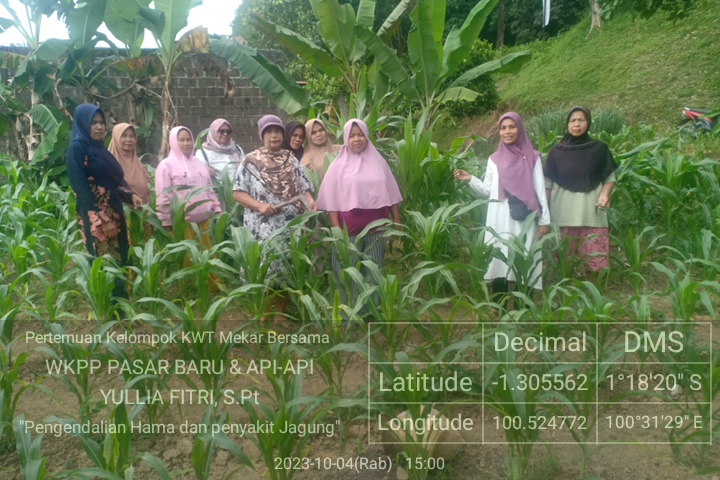 Penyuluhan Tips Perawatan Tanaman Jagung yang Benar  di KWT Mekar Bersama Lubuk Kumpai oleh Penyuluh