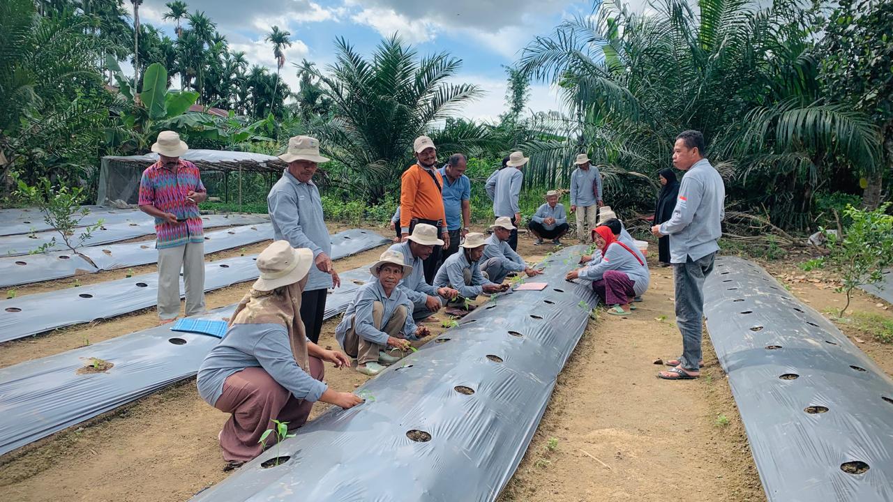 Sekolah Lapang PHT Cabe Poktan Karya Makmur Pertemuan ke 4