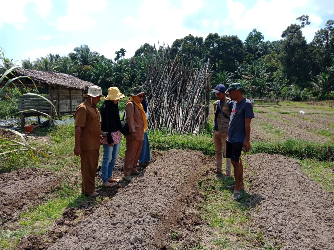 Pengukuran PH tanah untuk budidaya tanaman cabe