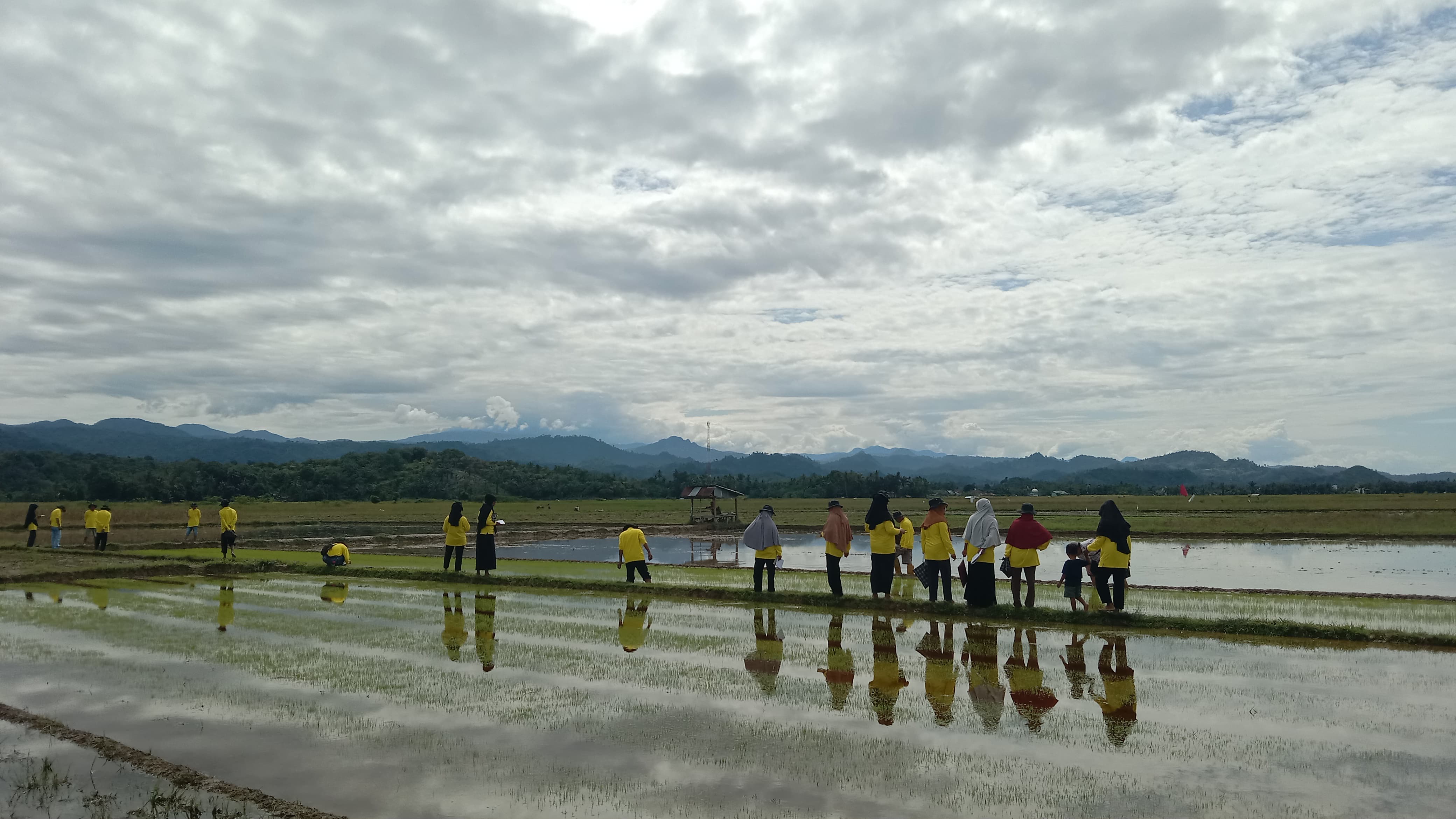 asekolah Lapang Pengendalian Hama Terpadu (SL-PHT) Padi 